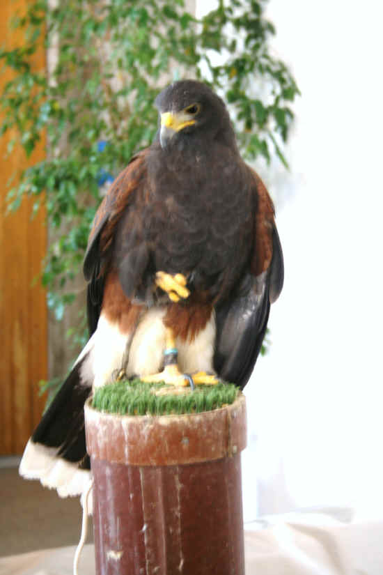 Falco di harris