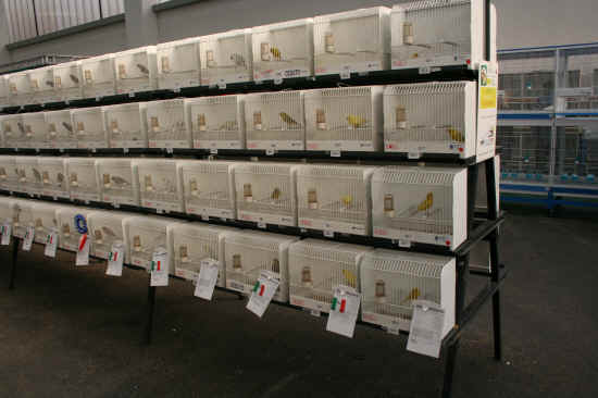 mostra internazionale ornitologica di Reggio Emilia 2011