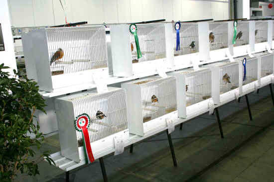 Campionato Italiano di Ornitologia Pordenone 2011