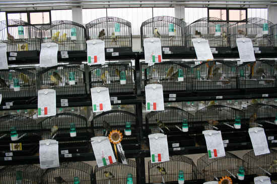 Mostra Ornitologica Reggio Emilia 2009