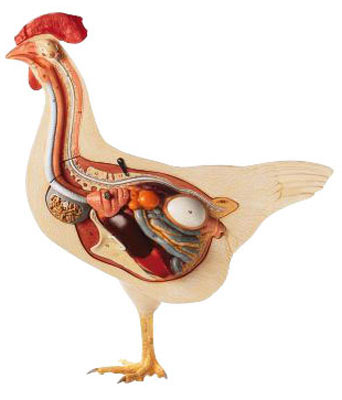 anatomia polli
