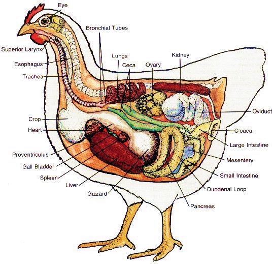 anatomia gallina