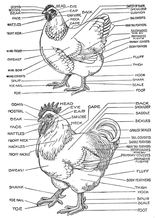 parti del corpo polli