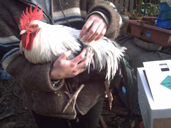 gallo dorking