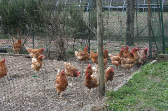 galline al pascolo all'istituto tecnico agrario di Firenze