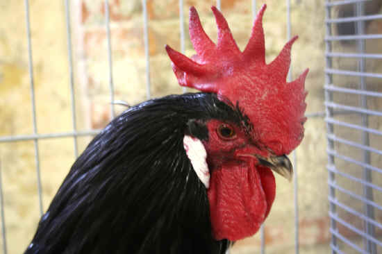 GALLO NERO